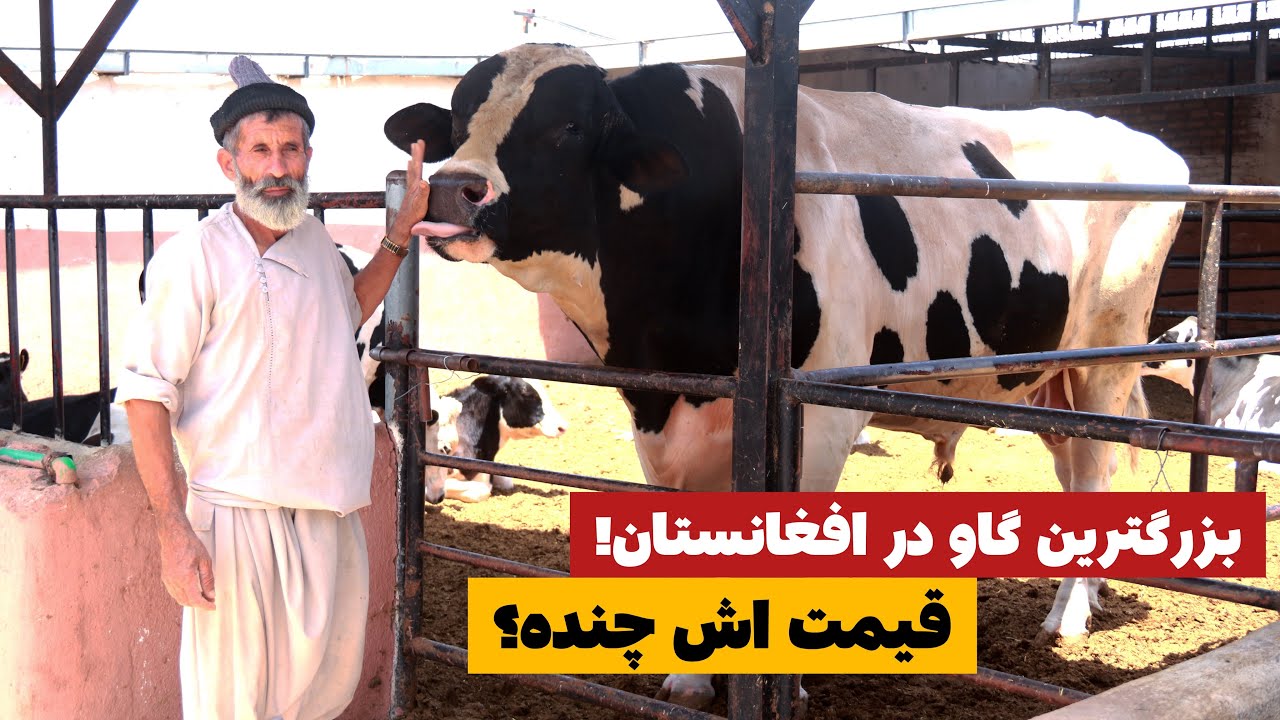 Cow Farms in Afghanistan | گزارش ویژه از فارم گاو داری در هرات