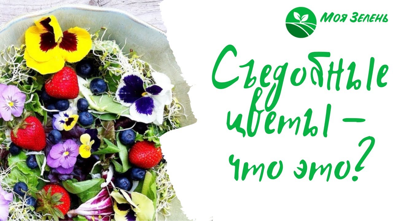 Съедобные цветы. Вводное видео.