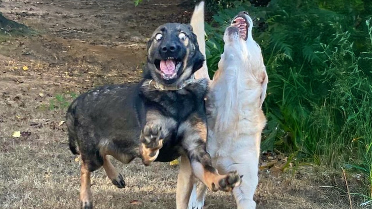 When You&rsquo;re Living With the Most Clumsy Comedian Dog Ever 🐶 Funny Animal Videos