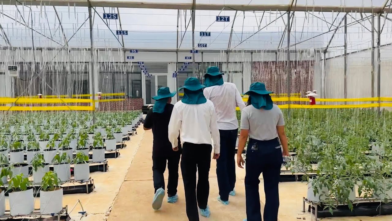 Pinagkaiba ng Vietnam at Philippine Agriculture? + Hi End Green House, Pwede Gawing Simple Set-up