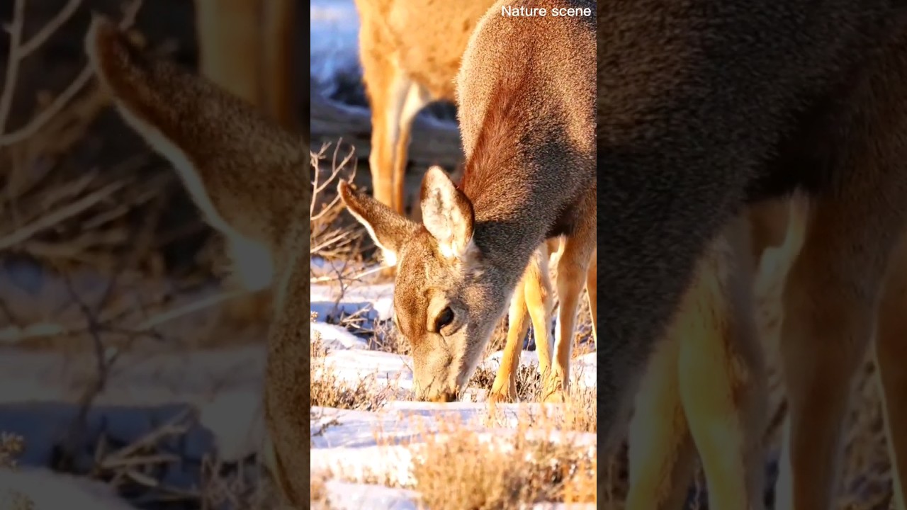 Animals 