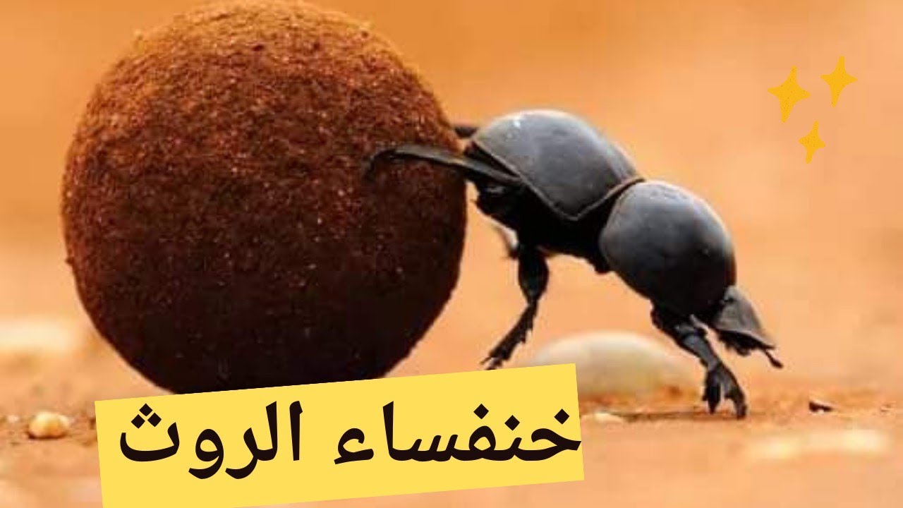 خنفساء الروث_ Dung beetle / تضع خنفساء الروث بيضها في كرات الروث