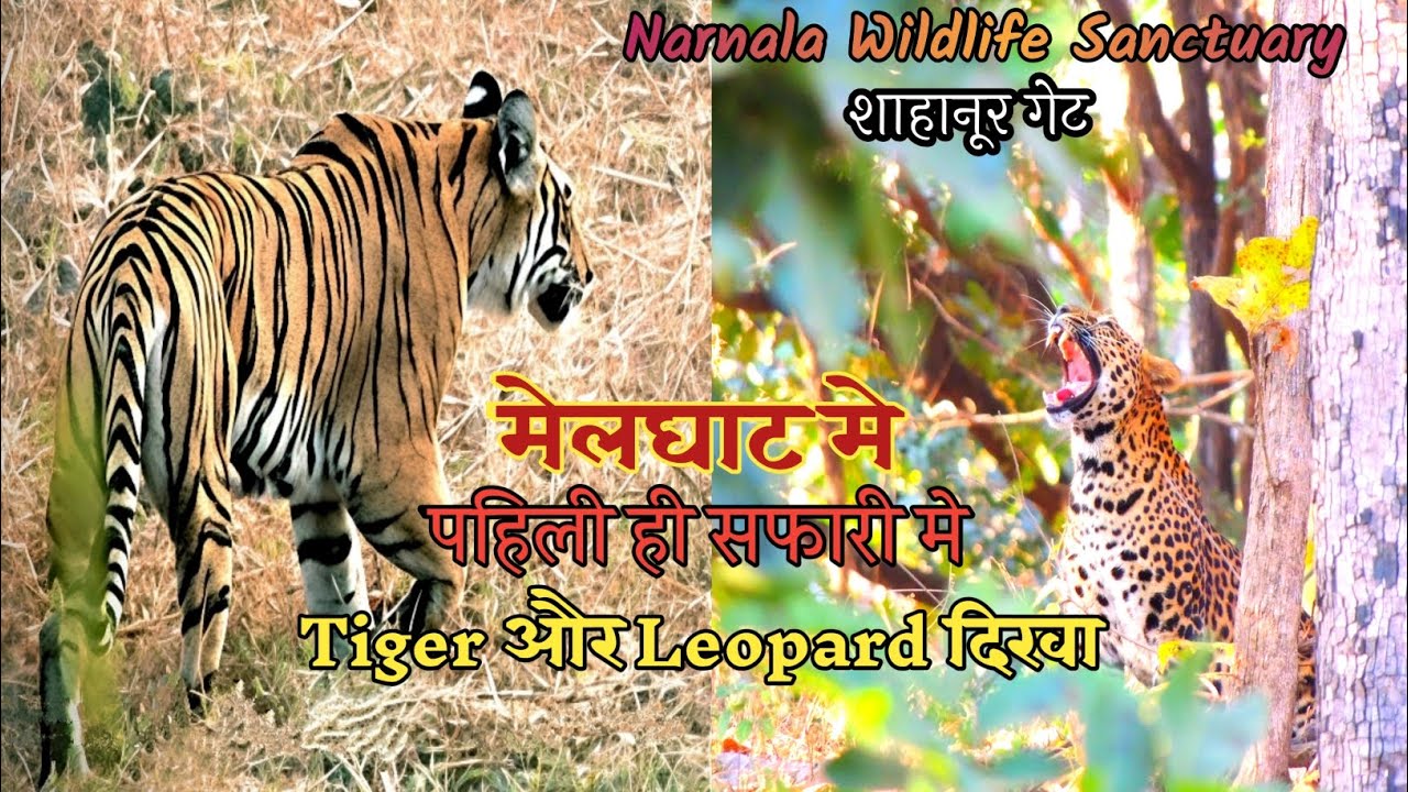 Melghat | मे पहिली ही सफारी मे Tiger और Leopard दिखे | Narnala Wildlife Sanctuary | Shahanur Gate |
