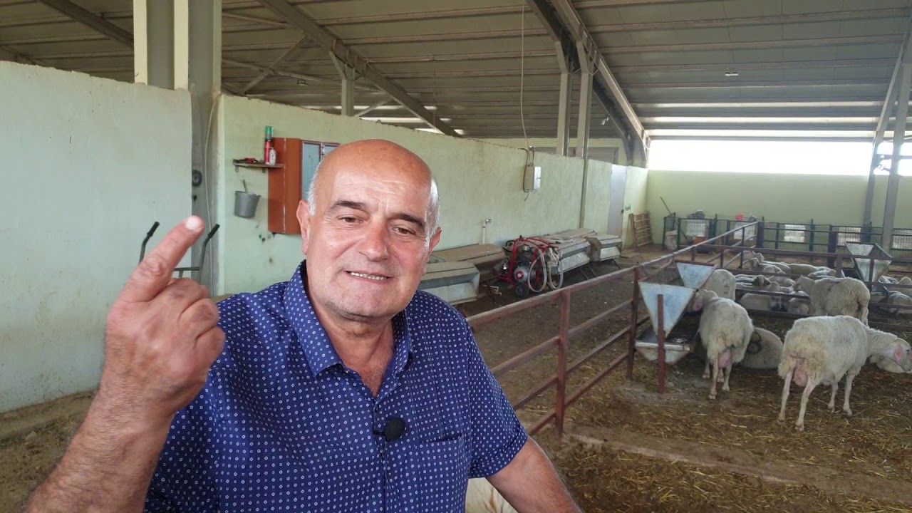 Mustafa Soysal ile Assaf Koyun Yetiştiriciliği Bölüm:3