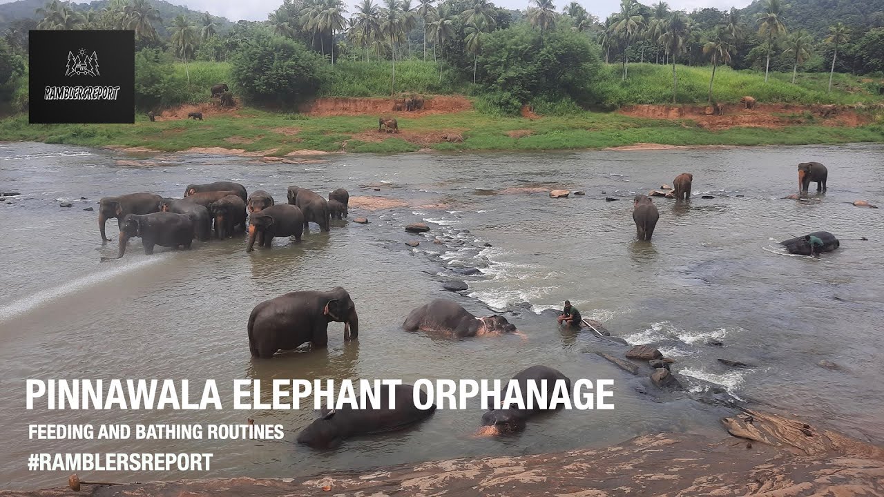 Pinnawala Elephant Orphanage