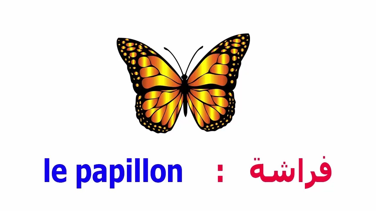 تعلم كل اسماء الحشرات بالفرنسية بالصوت و الصورة - les insectes en français