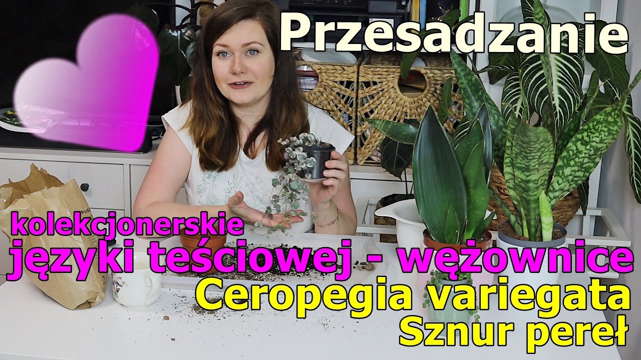Cudne sansewierie, ceropegia, starzec🤩 | Przesadzanie sukulent&oacute;w, ciekawostki | ale się namęczyłam!😰
