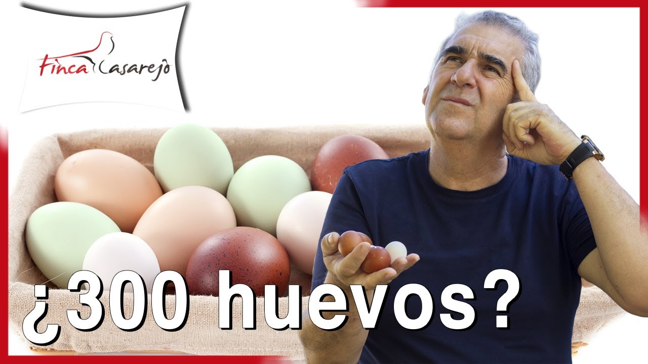 ¿Cuántos huevos pone una gallina? 🥚