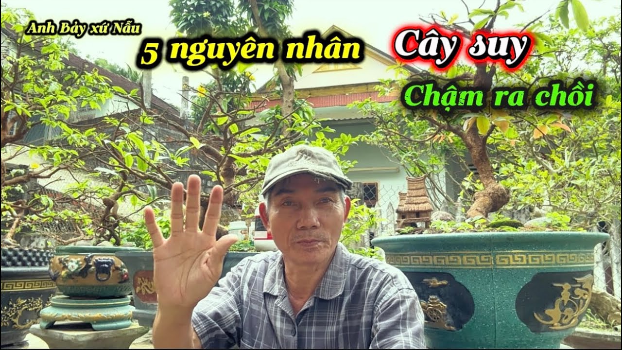 5 sai lầm chăm sóc mai sau tết-nhiều người mắc phải 
