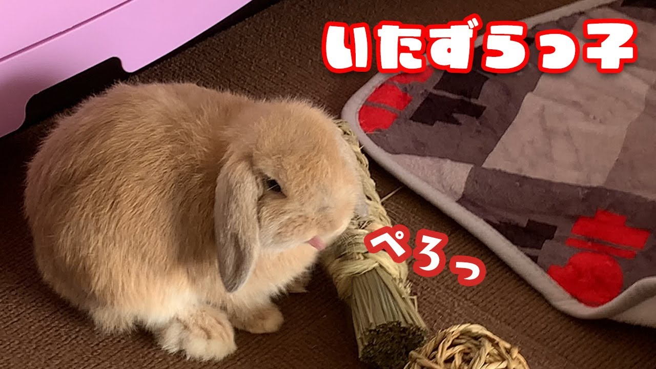 抱っこできないのにどうやってケージに戻すのか