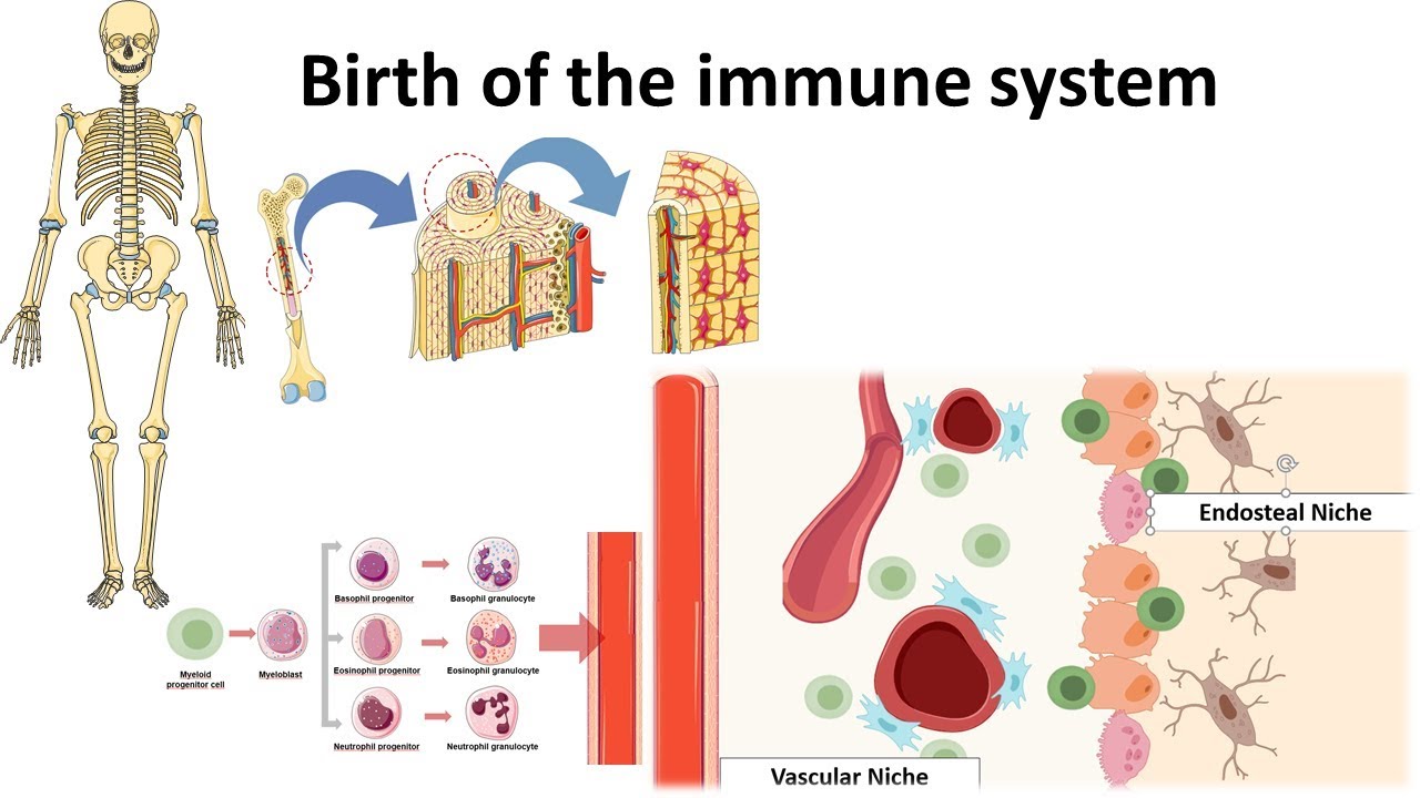 Birth of the immune system and lineage