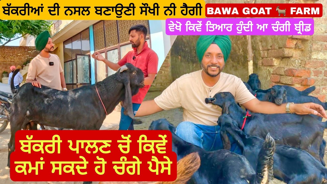 ਬੱਕਰੀਆਂ ਦੀ ਚੰਗੀ ਨਸਲ ਤਿਆਰ ਕਰੋ ਅਤੇ ਕਮਾਓ ਚੰਗੇ ਪੈਸੇ । Bawa goat farm | goats | goat #goat  #goats
