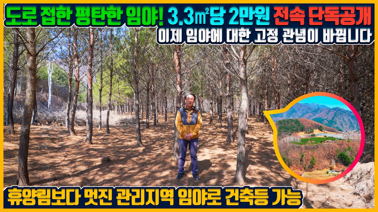 [매물번호 648] 토지매매‘휴양림이 따로 없는 임야 대공개! 자작나무 소나무 평탄한 명품 숲길, 산책로 있는 전체 관리지역 임야 힐링숲 끝판왕!(일부6,066평은 계약되었습니다)