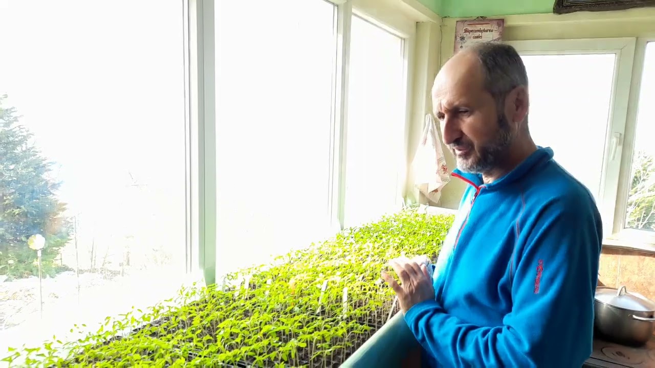 Semintele au rasarit bine si plantutele cresc vertiginos   2025