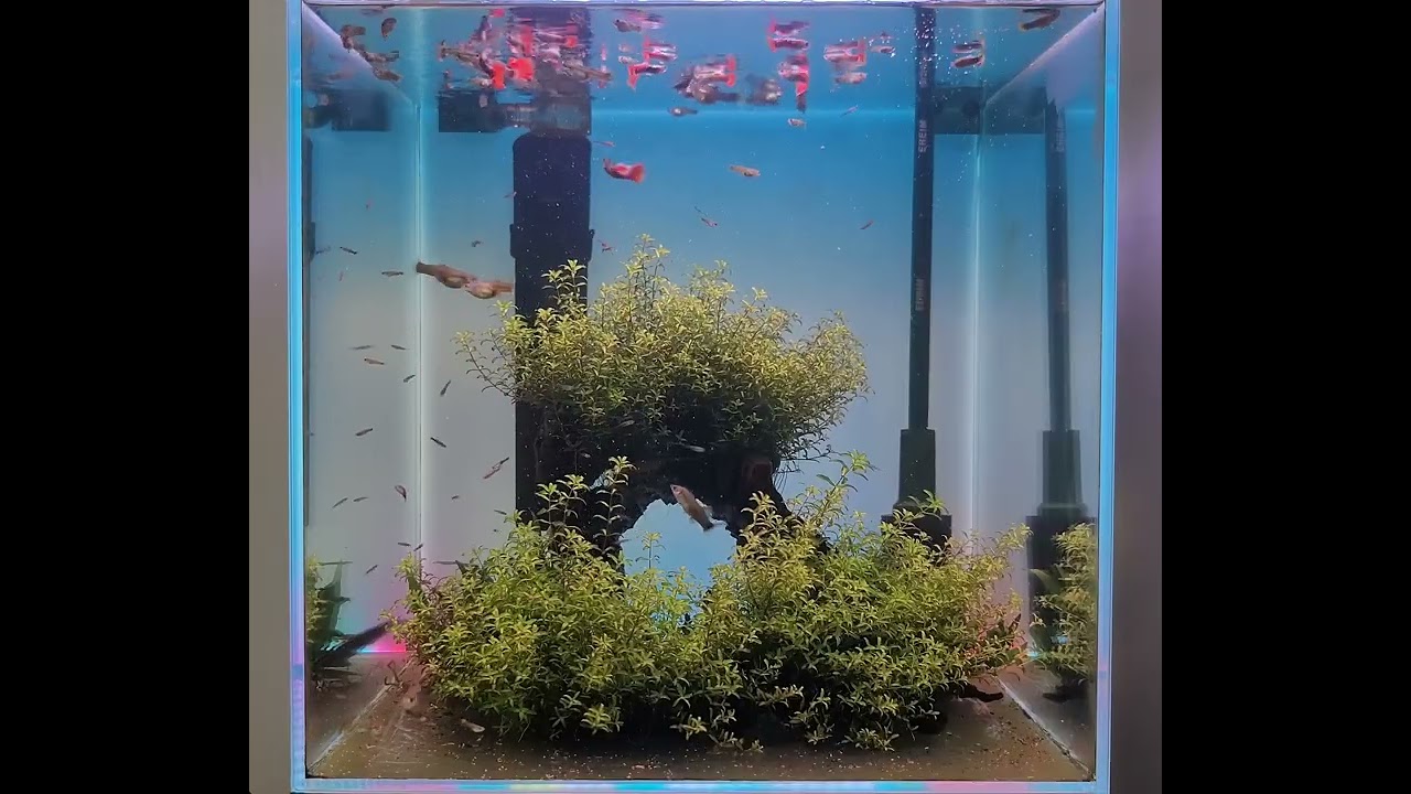3/3 평화롭게 지내는 구피들 (HAPPY GUPPY)
