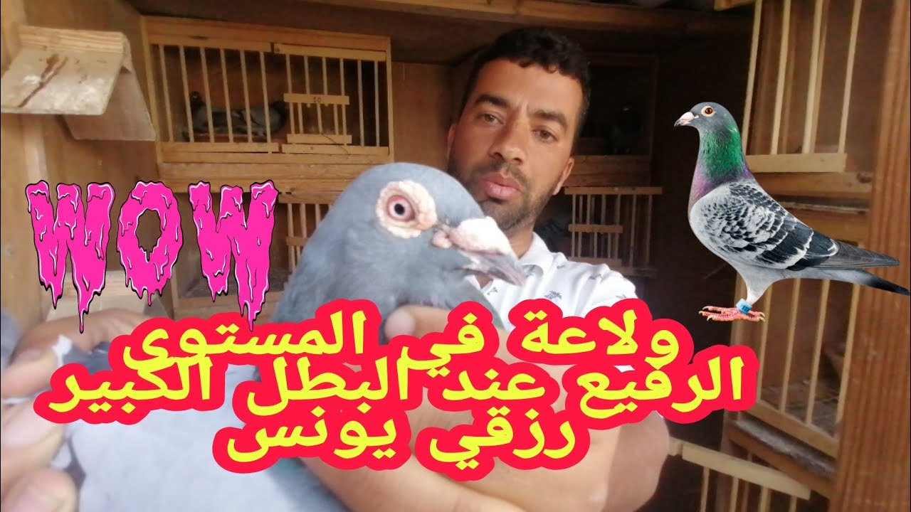 لوفت الإنتاج عند البطل الكبير رزقي يونس