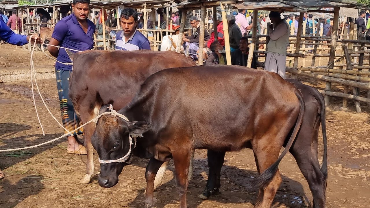 @আজ ৩১ জানুয়ারি ২৬ | খামার উপযোগী বকনা বাছুর গরুর দাম | আমবাড়ি হাট | দিনাজপুর 