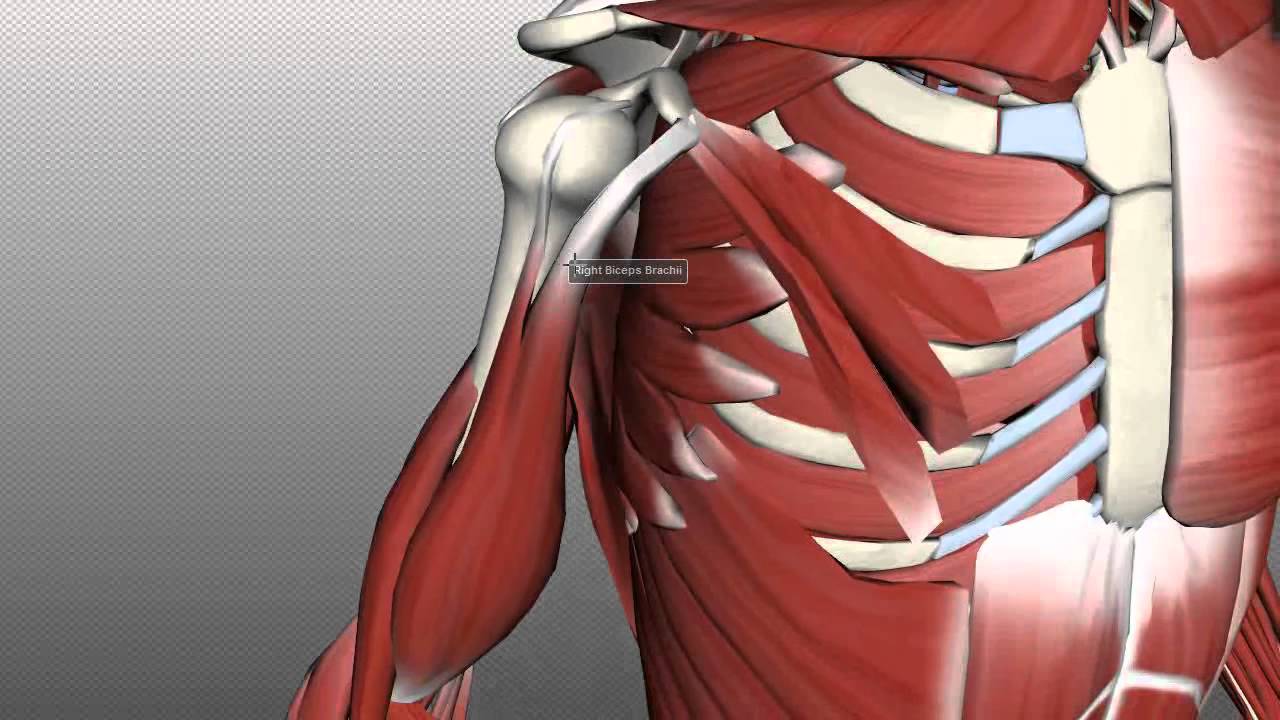 Muscles of the Upper Arm - Anatomy Tutorial