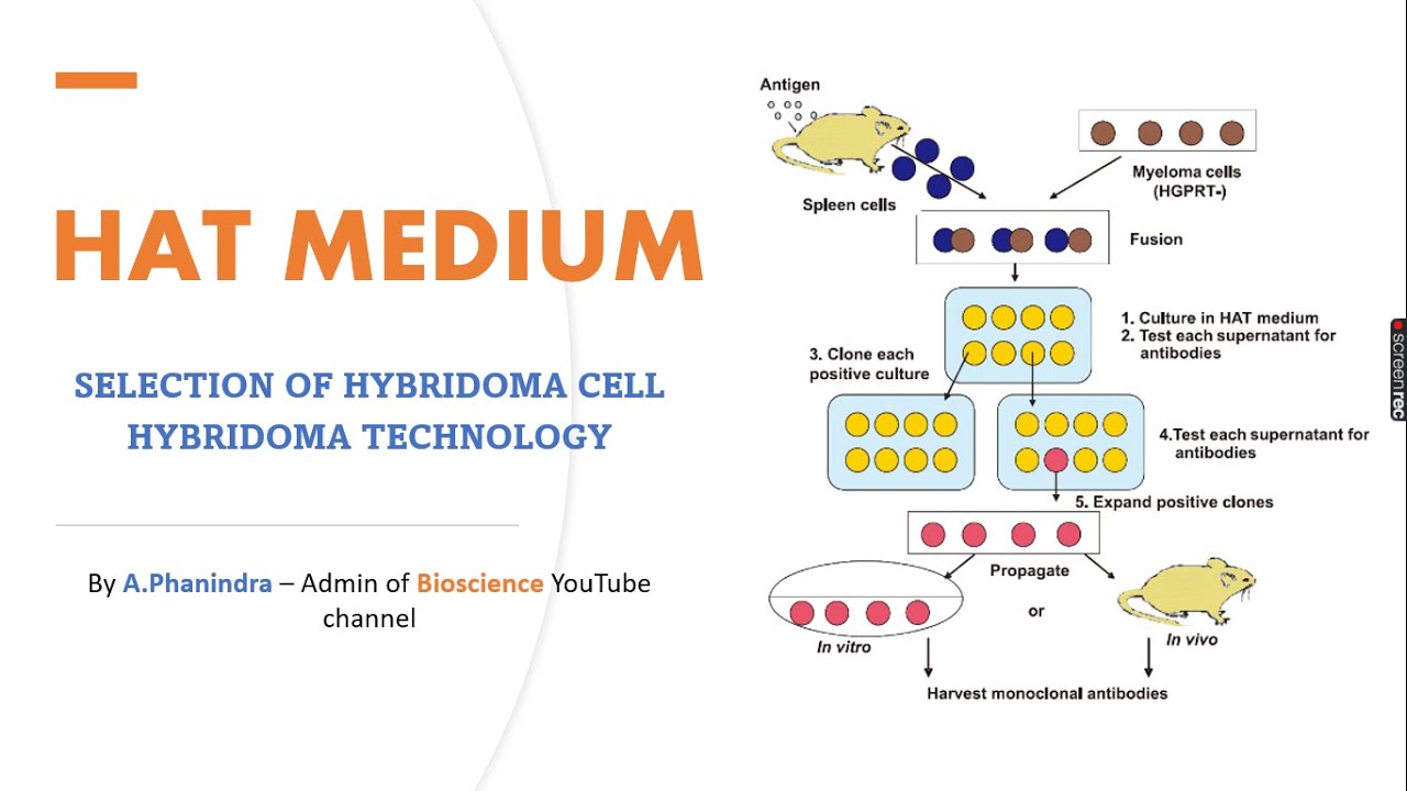 HAT medium for hybridoma selection and its functions in Hybridoma technology | Bio science