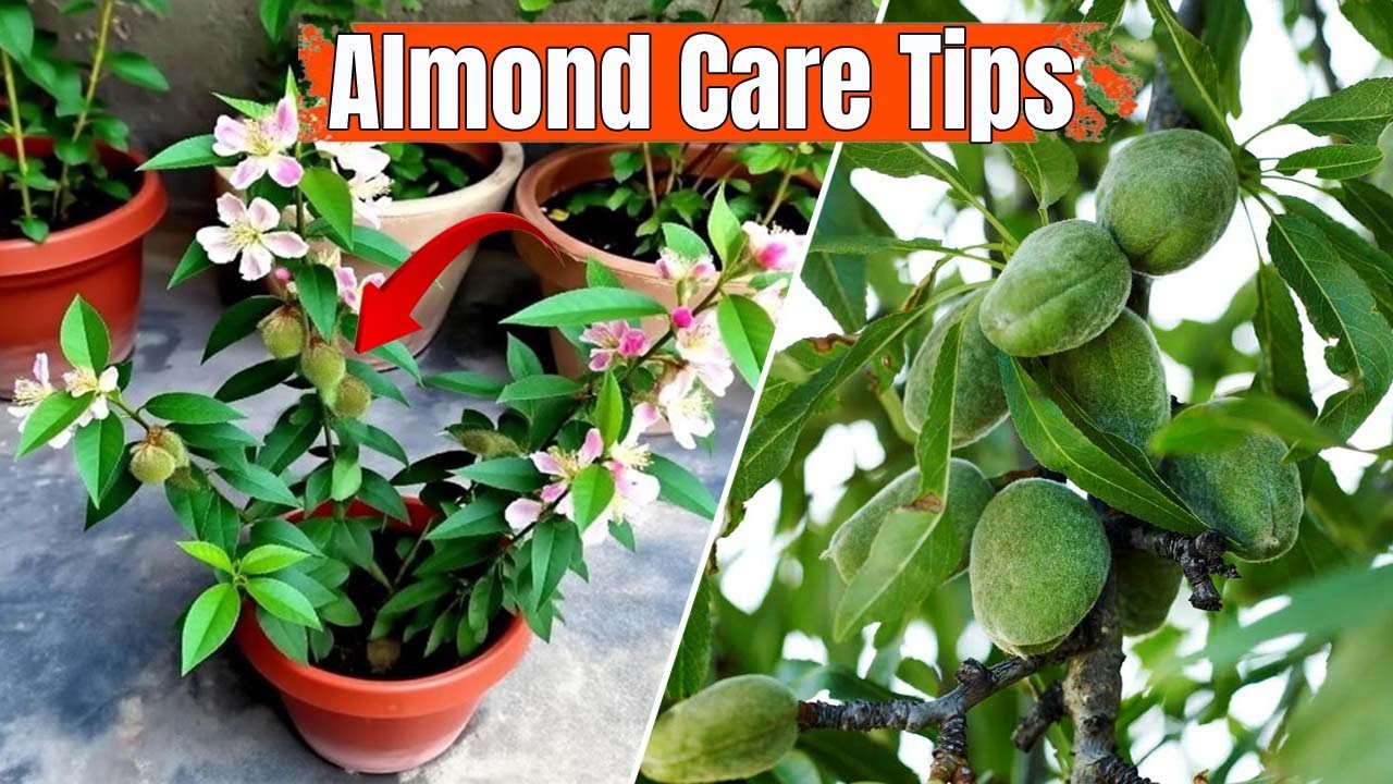 How to Grow Almond Plant in Pot at Home | Complete Care, Flowering & Fruit Tips