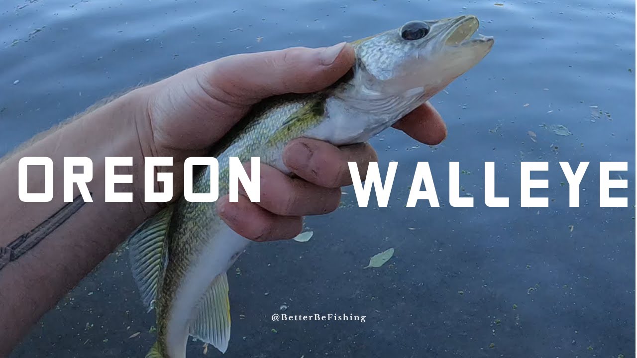 I caught THIS fish HERE?!