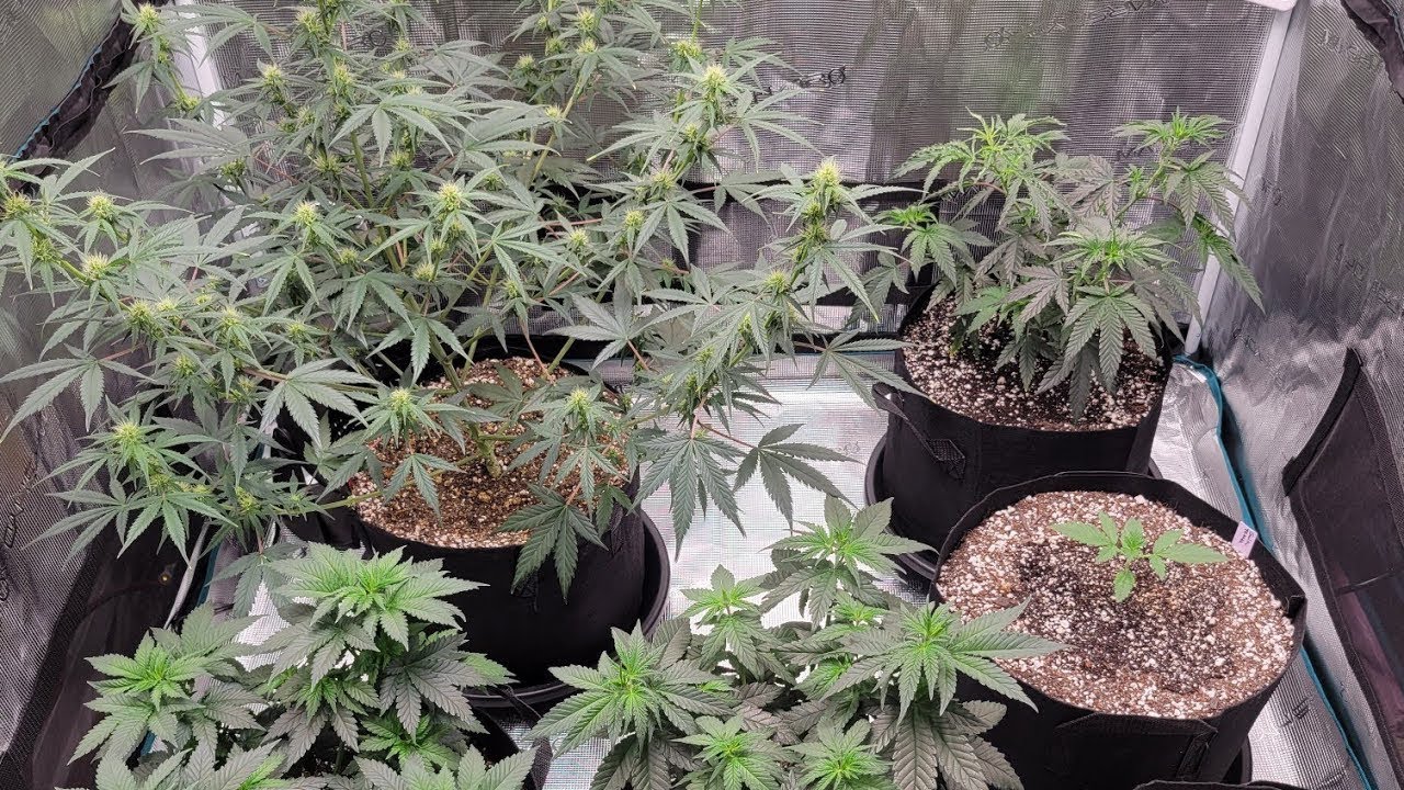 Grow Journal Update | Autoflowers Day 52 Photos Week 7 Veg New Run Begins With Viparspectra XS1000