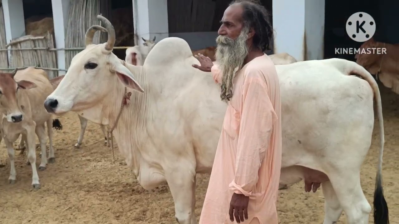 बाबा बलदेव दास जी महाराज गौशाला 2