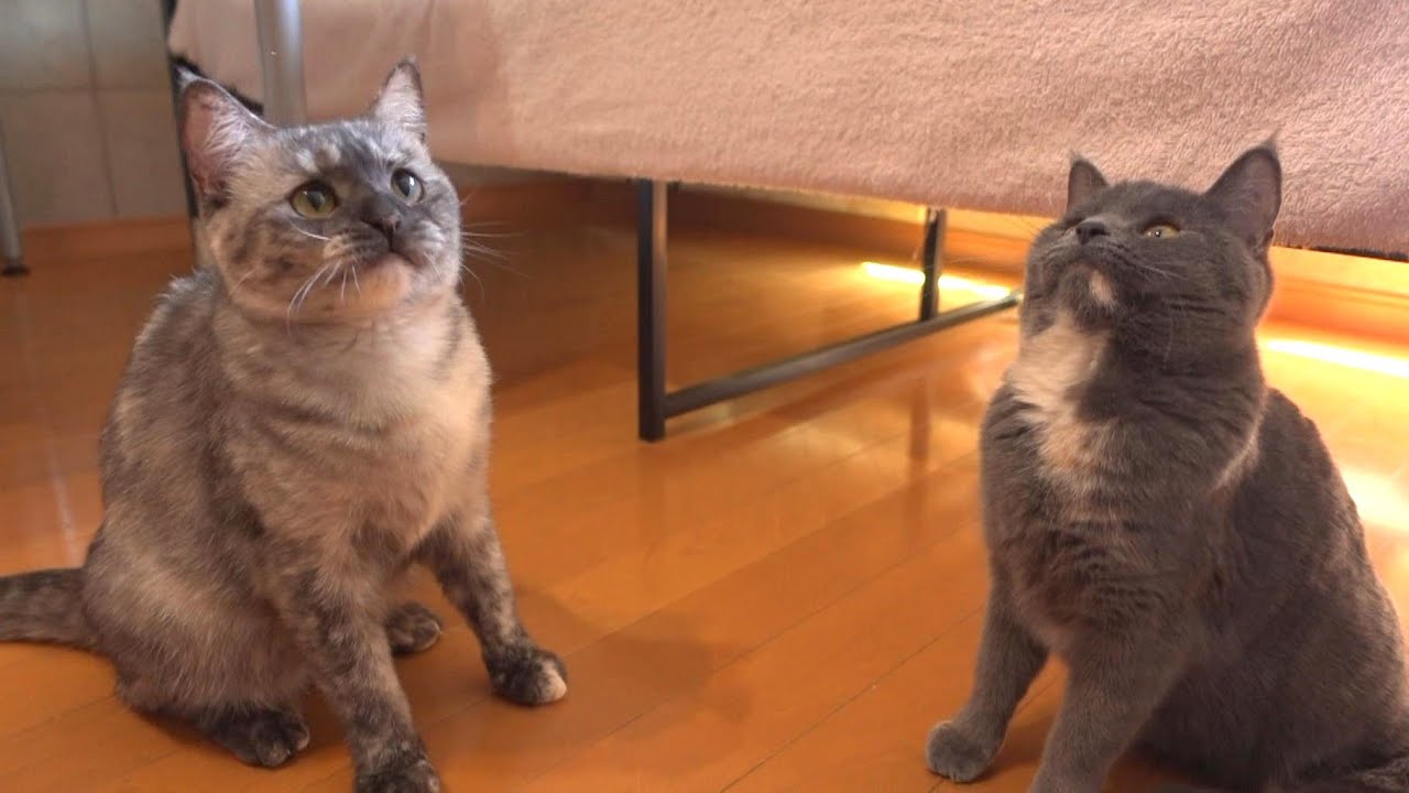 人間不信の猫、みおちゃんの過去について【多頭崩壊】