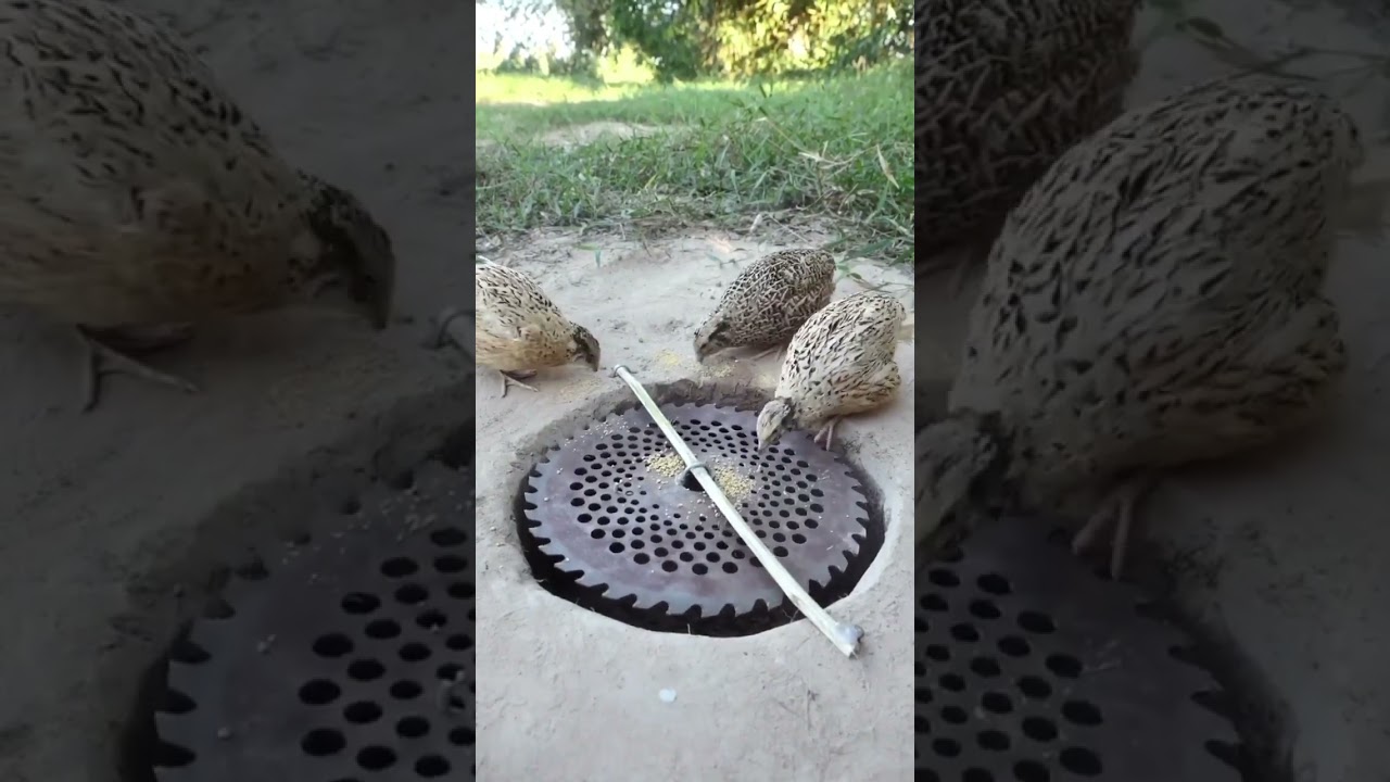 Homemade traps for catching birds and chickens in the wild. #outdoor #wild #trap