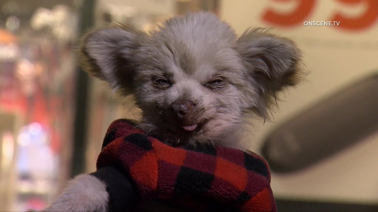CHP Officers Find And Rescue Tiny Dog | Camarillo