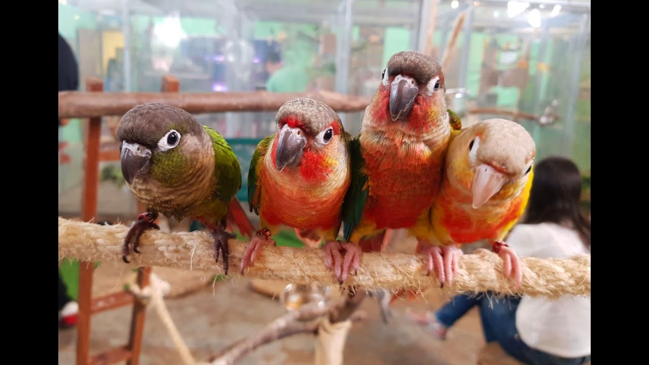 קוניורים