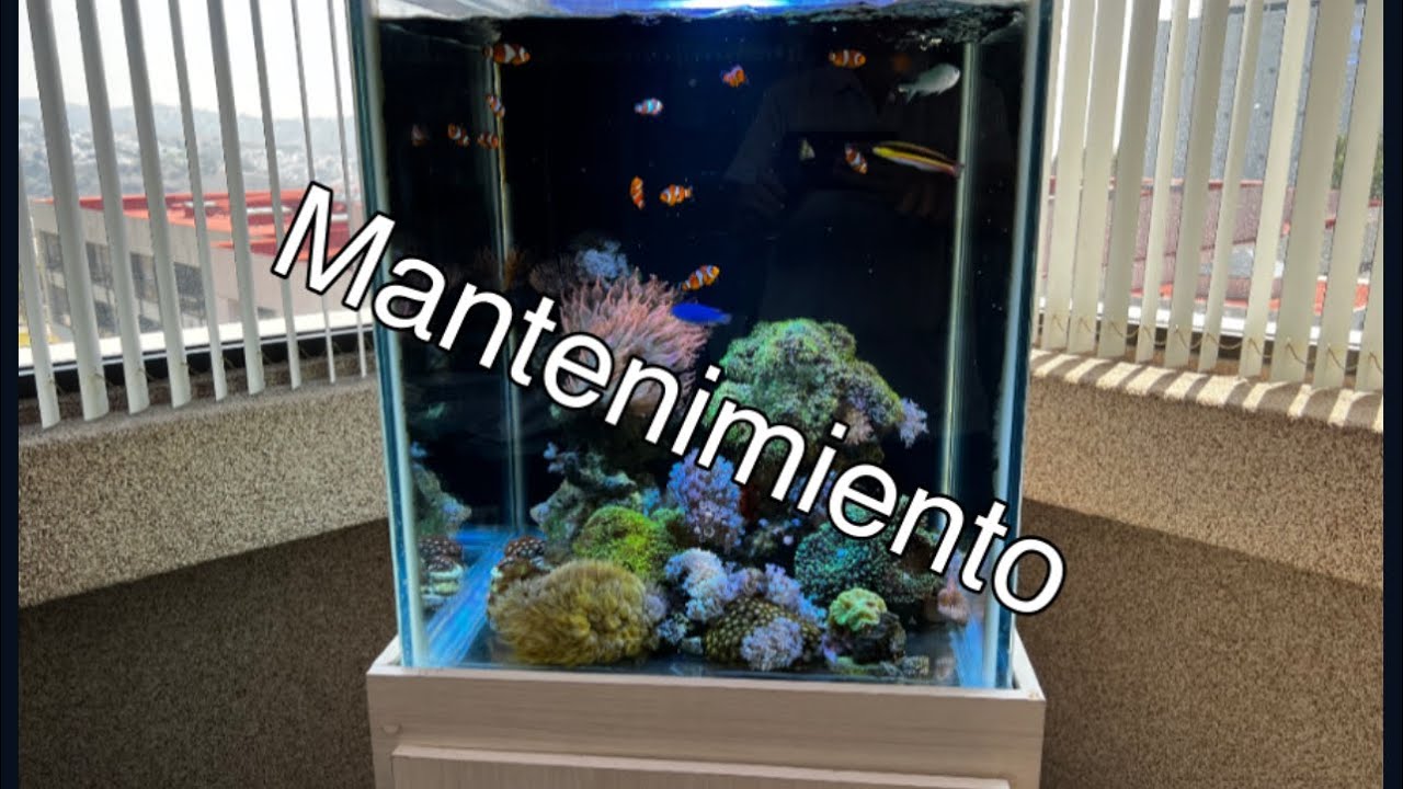 Como le doy mantenimiento al reef marino de 125 litros