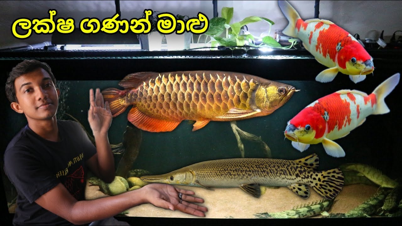 ලක්ෂගණන් වටින කෝයි මාළු සහ ඇරවානා !!! | Japanese Koi & RTG Arowana! (Aquarium tour 4)