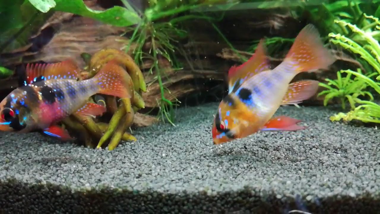 Pielęgniczki Ramireza - Microgeophagus ramirezi