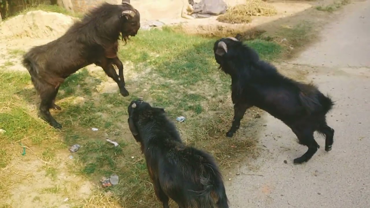 Bakra Fight 🧐Boka ladai 🇳🇵😐Goat Fight 🐐🐐