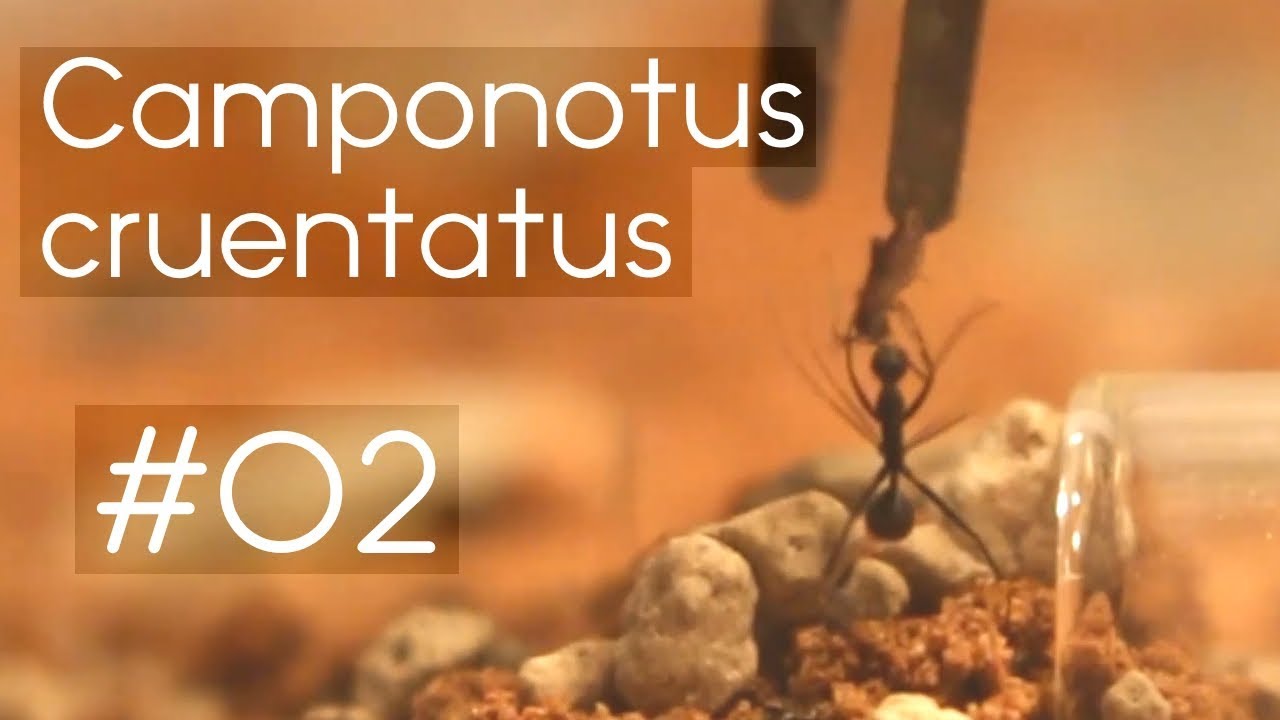 Camponotus cruentatus - 02 - Literally Feeding my Ants!
