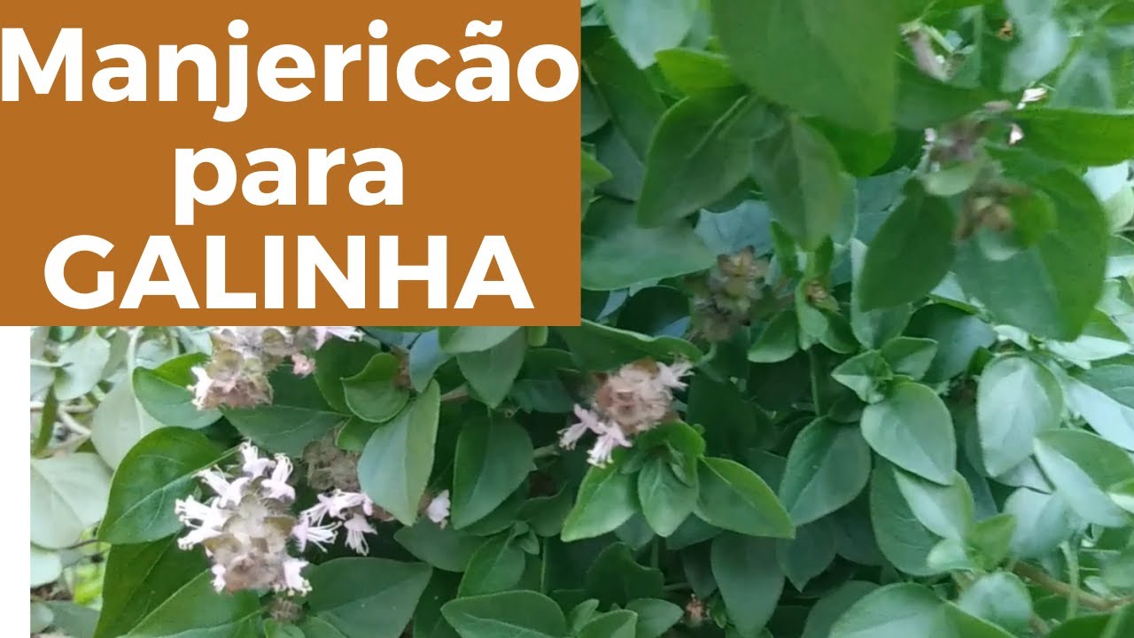 MANJERICÃO para GALINHA: Veja os benefícios e como usar