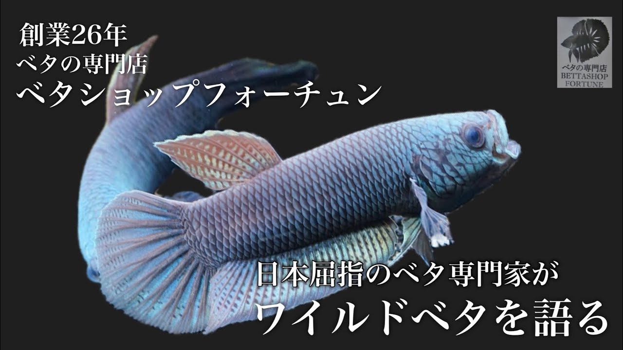 日本屈指のベタ専門家がワイルドベタを語る