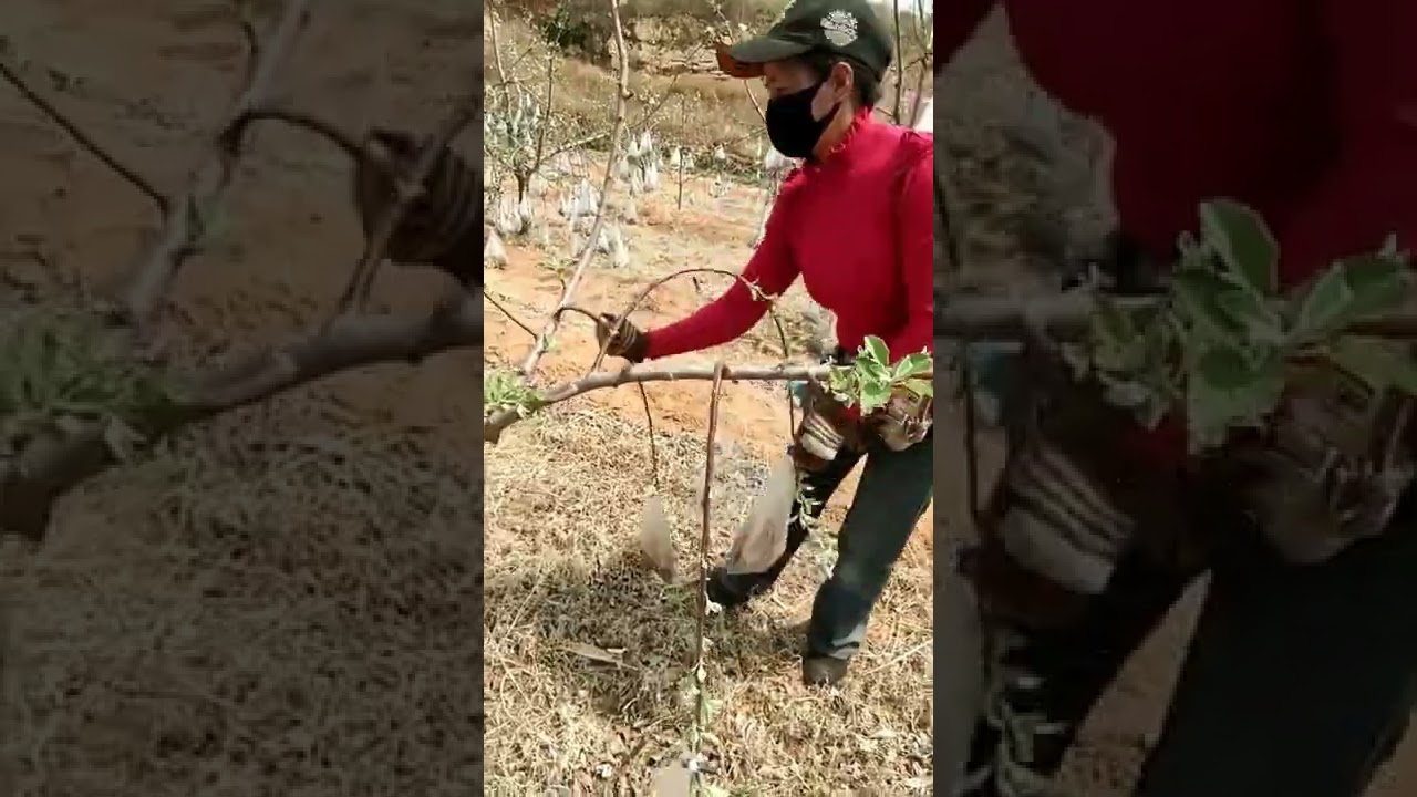 Small Branches Can Be Bent With This DIY Tool 