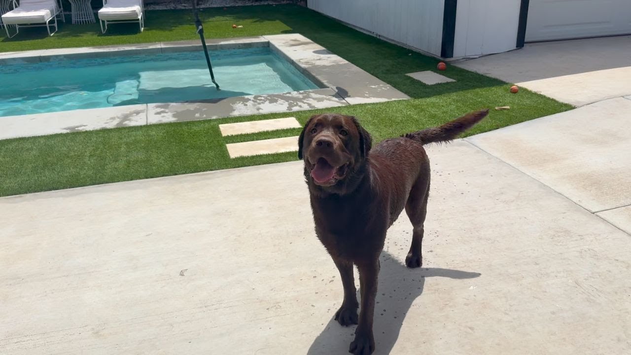 MY LABRADOR GOES TO A POOL PARTY!