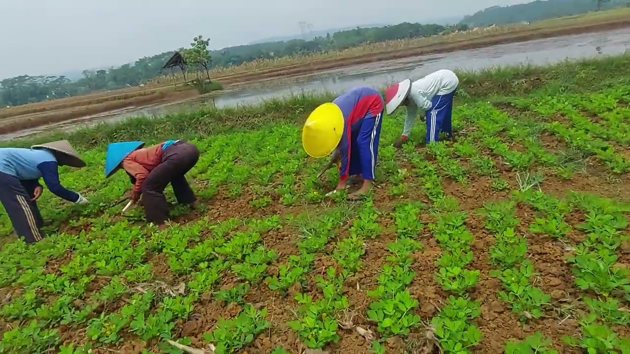 MATUN KACANG TANAH SAAT BERBUNGA