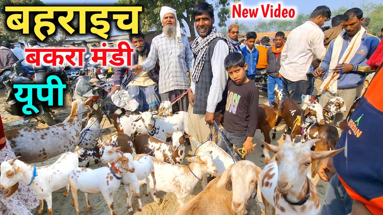 सस्ते रेट में खरीदे बरबरी बकरे,बकरियां |बहराइच बकरा मंडी |Bahraich Bakra Mandi UP |Bakra Mandi 2025