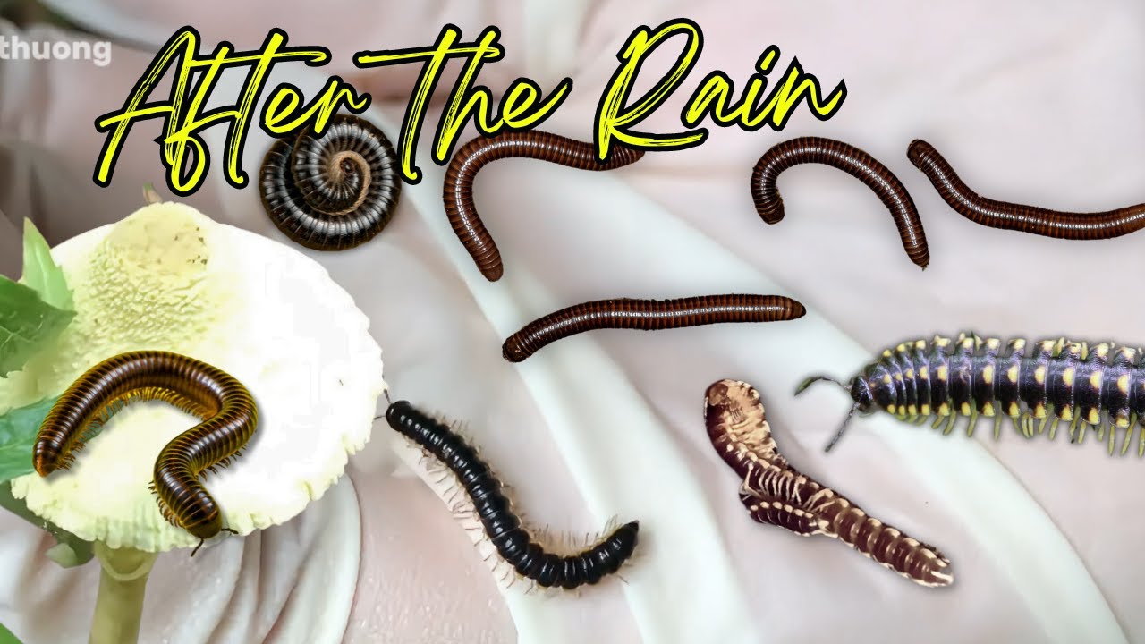 Relaxing Exploration: Why Millipedes Invade After Rain and Enter Your Home