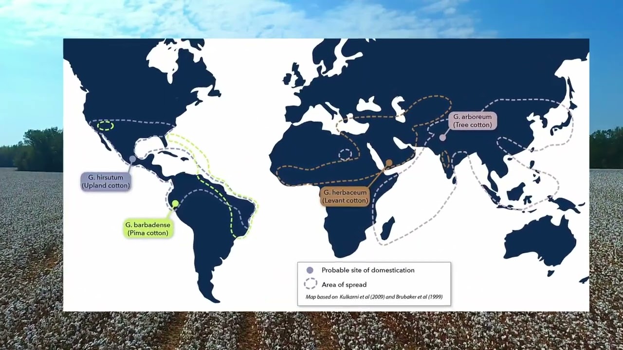 The Evolution of Cotton 🌱 | From Wild Plant to Global Crop