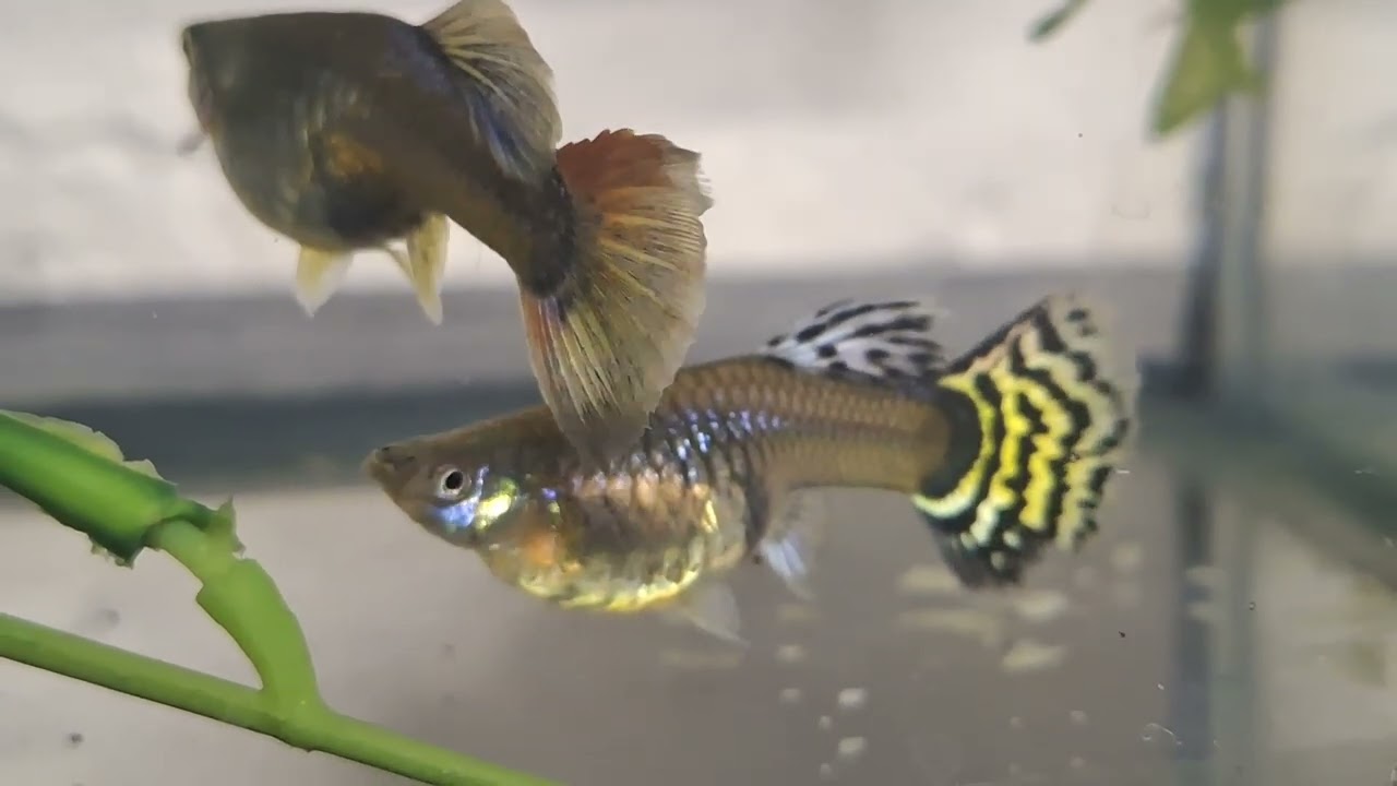 Pez guppy pariendo