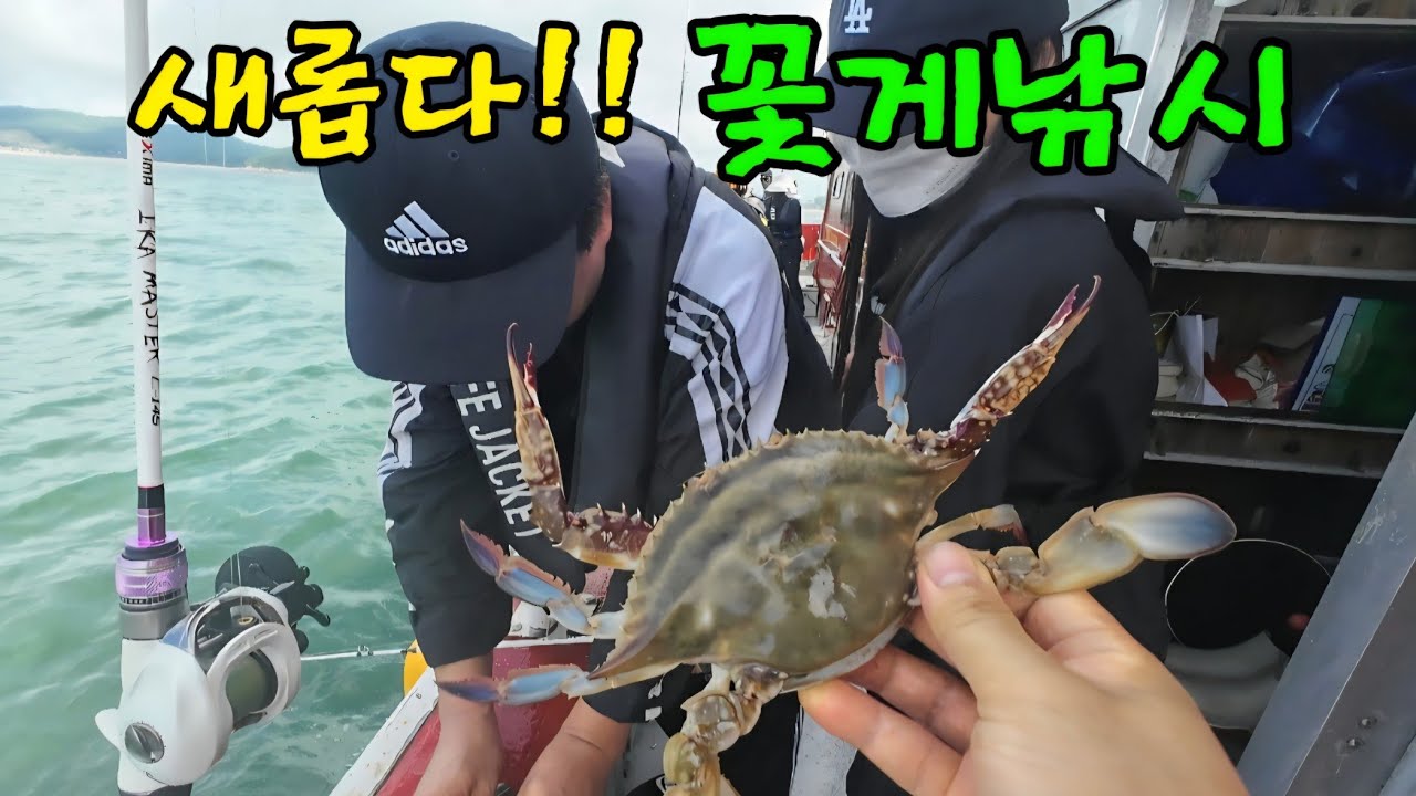 금어기 풀린 제철 가을 꽃게잡이 이게 맞아? 지금 꼭 드세요!