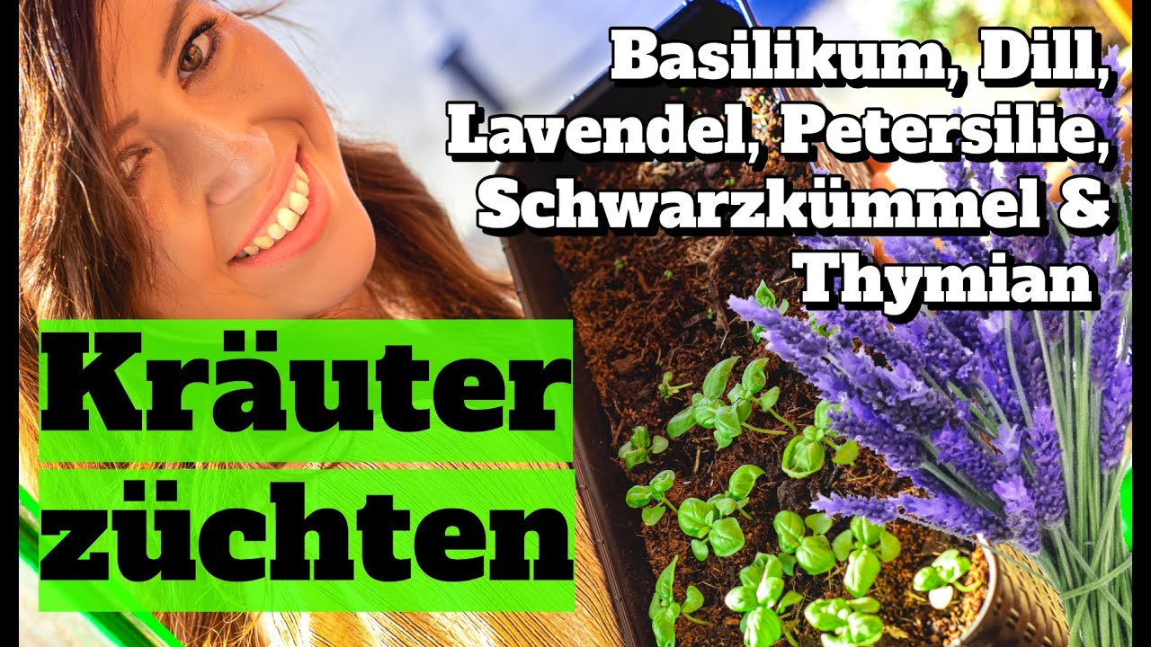 Kräuter zuhause anbauen: Alles über Basilikum, Dill, Lavendel, Petersilie, Schwarzkümmel und Thymian