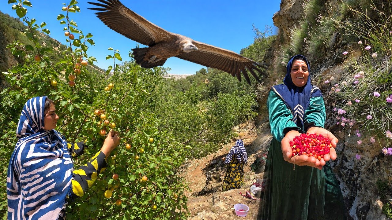 😱🏔️ Crossing Dangerous Mountain Trails to Pick Wild Fruits 🍇 | Soghra's Zagros Adventure 🌿