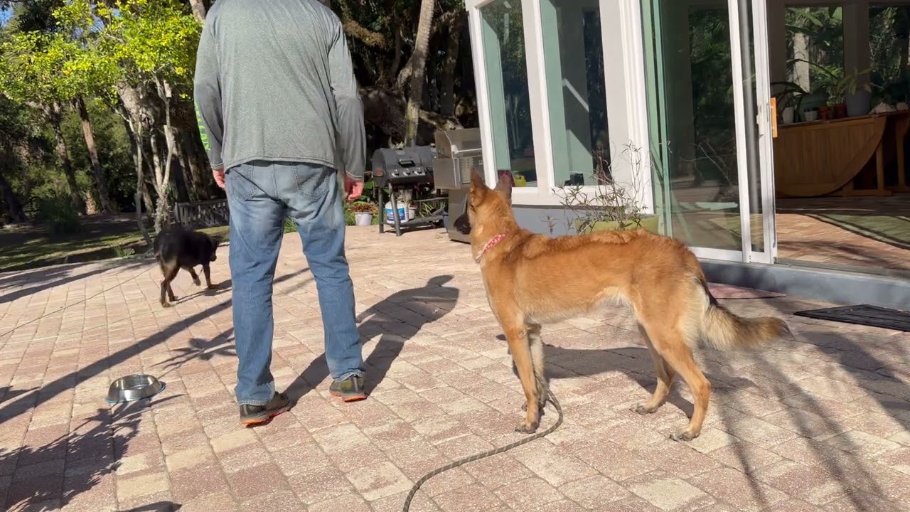Zara and Luna  with food distractions 