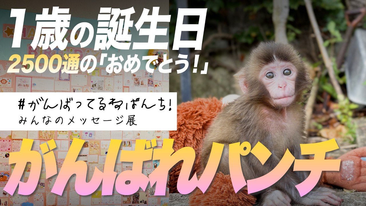パンチ1歳記念「#がんばってるねパンチ！」みんなのメッセージ展【公式】